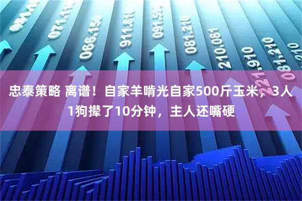 忠泰策略 离谱！自家羊啃光自家500斤玉米，3人1狗撵了10分钟，主人还嘴硬